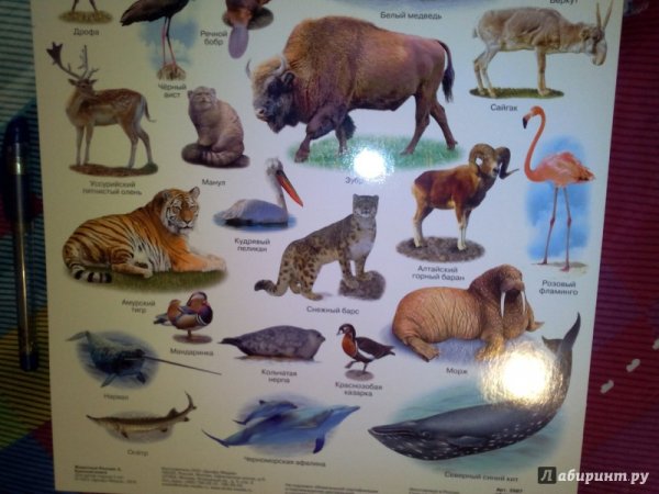 Плакат животные красной книги