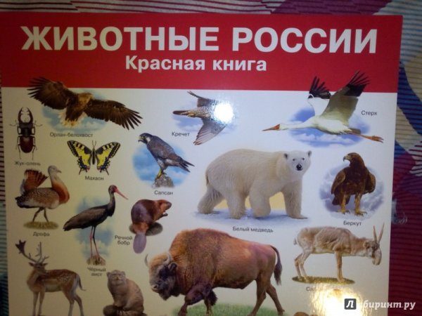 Красная книга России. Животные