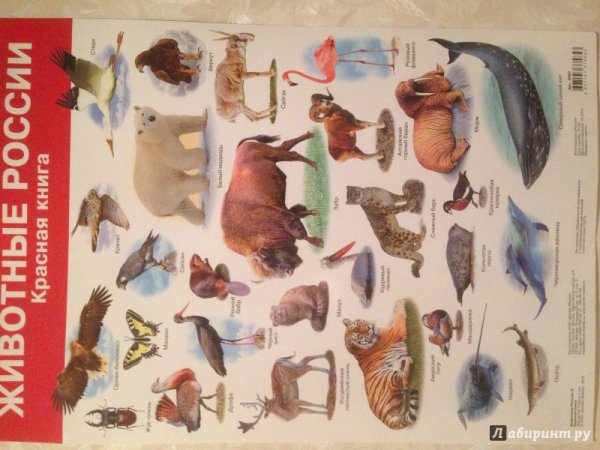 Плакат красная книга