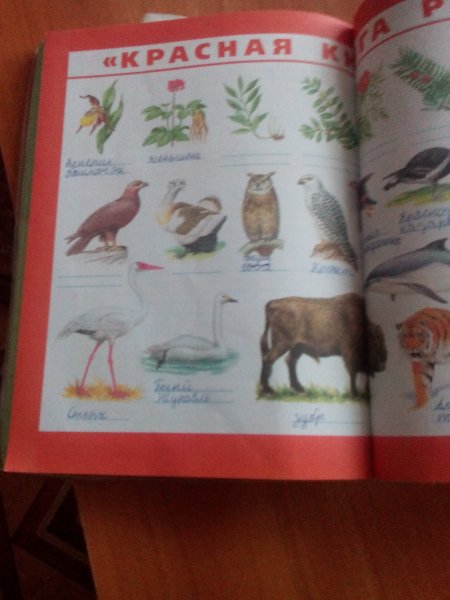 Животные красной книги России плакат