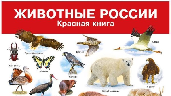 Жи вотные икрасной книга