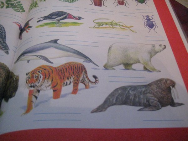 Краснокнижные животные Арктики