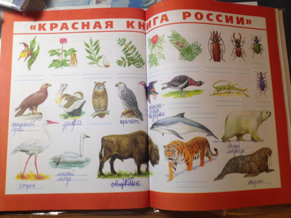 Подпиши названия животных