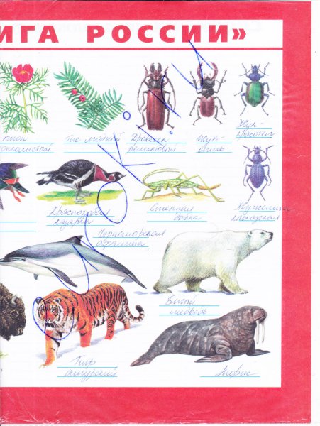 Красная книга России окружающий мир 4 класс рабочая тетрадь Плешаков