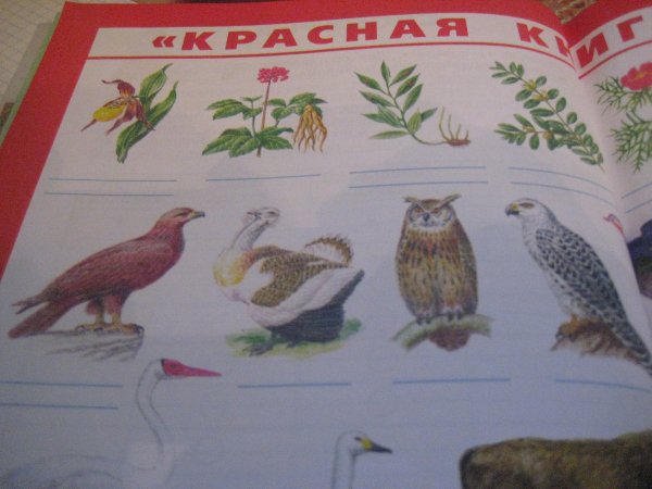 Подпиши рисунки животных арктических пустынь и тундры внесенных