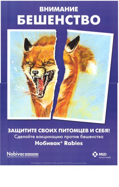 Профилактика бешенства