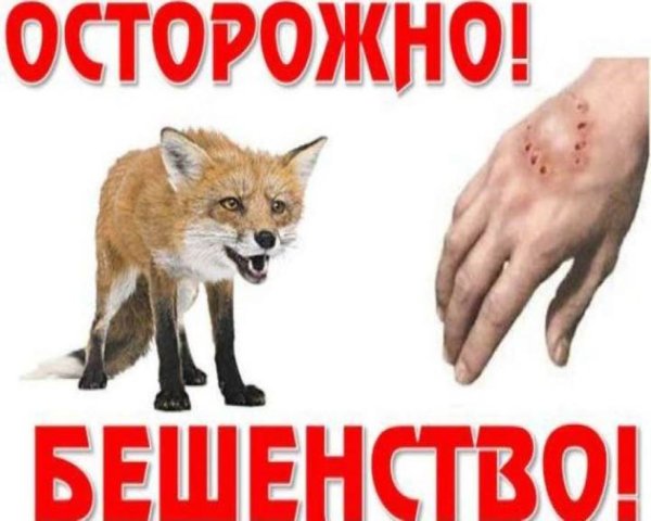 Буклет бешенство животных