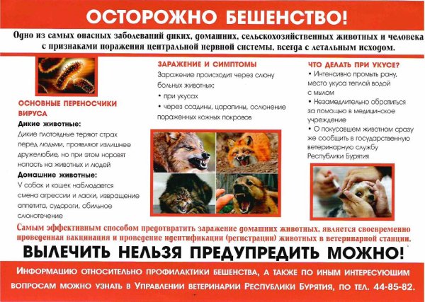 Памятка бешенство животных