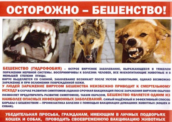 Бешенство буклет