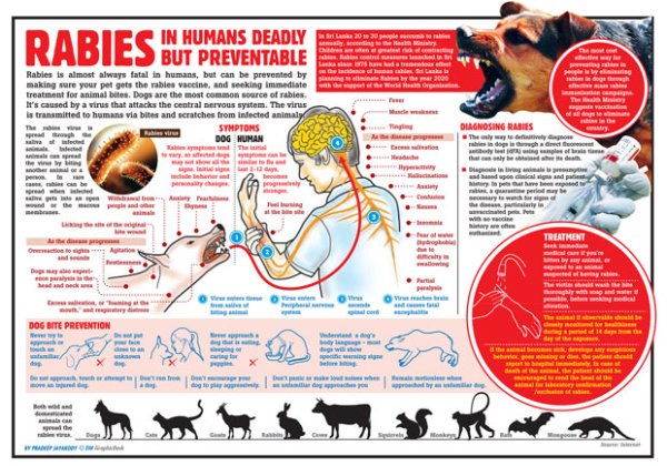 Периоды болезни бешенства у животных
