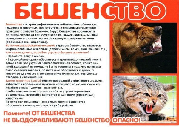 Брошюра профилактика бешенства