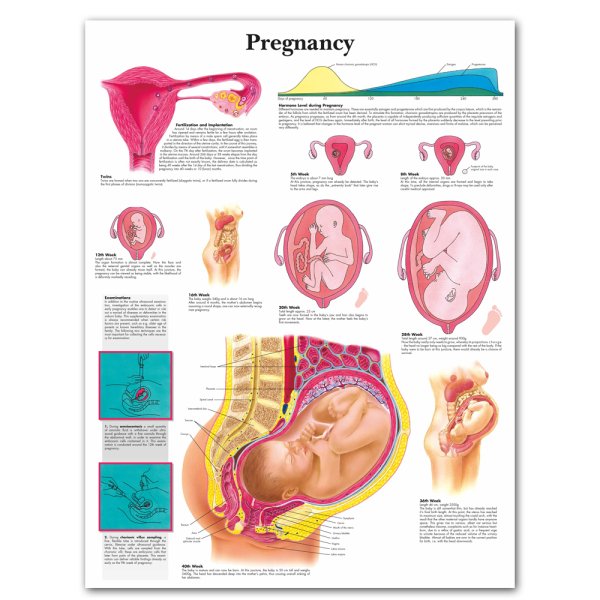 Плакаты по гинекологии