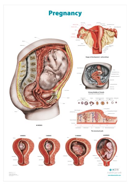 Плакат беременность и роды