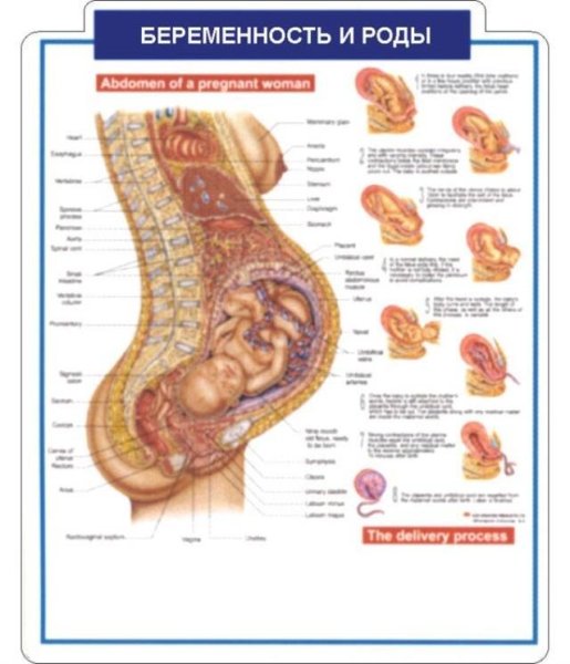 Плакаты по акушерству