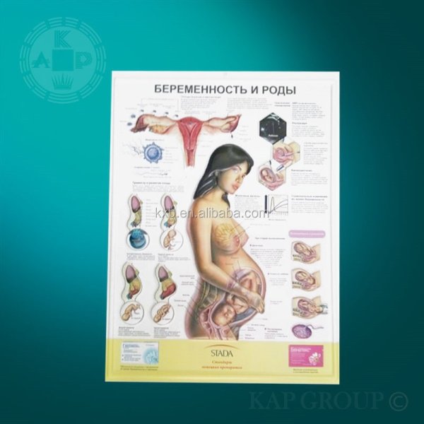 Плакат анатомический беременна женщина