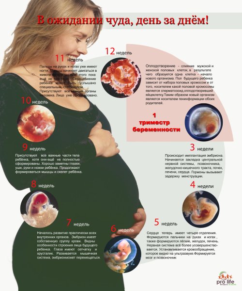Плакаты для беременных