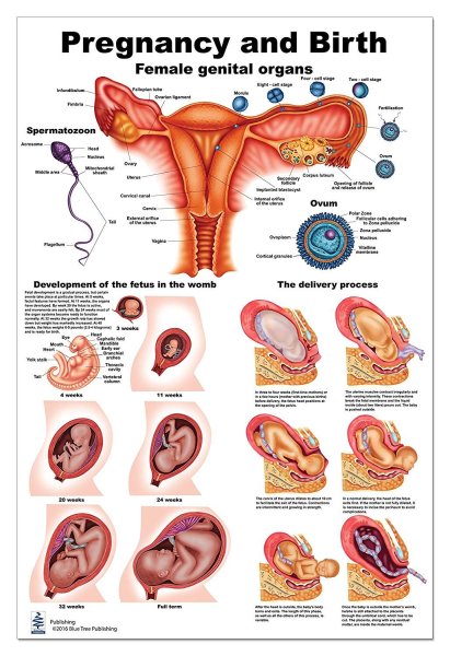 Беременность и роды анатомия