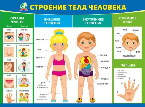 Строение тела человека