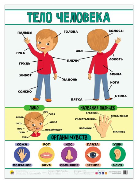 Тело человека для дошкольников