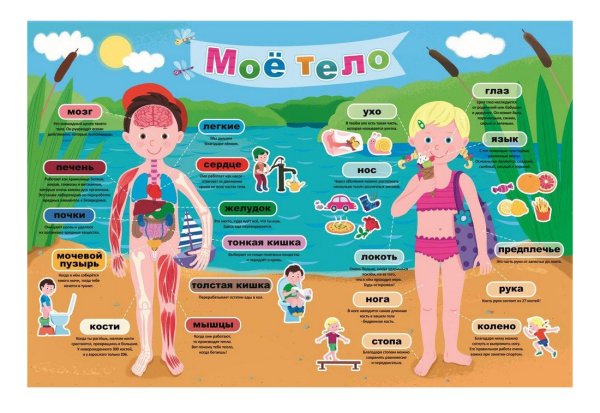 Тело человека для дошкольников