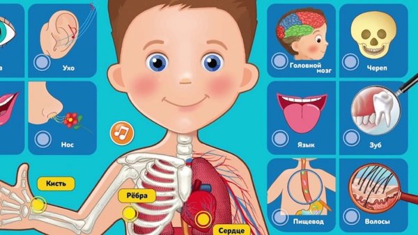Анатомия для детей