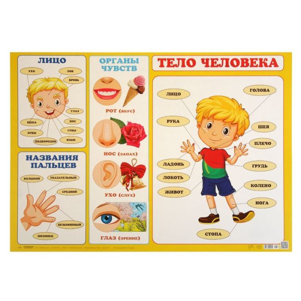 Части тела человека для детей