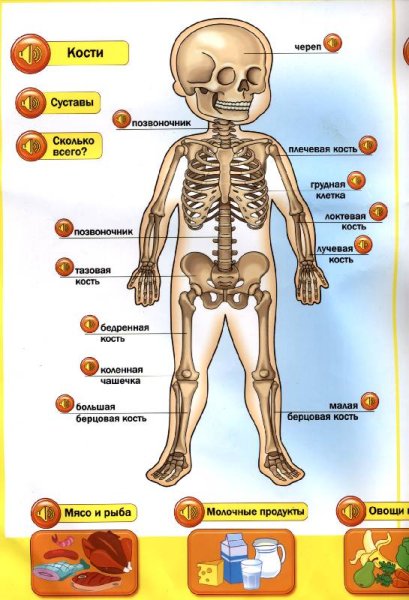 Строение человека для дошкольников