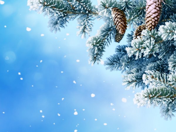 Календарь природы зима