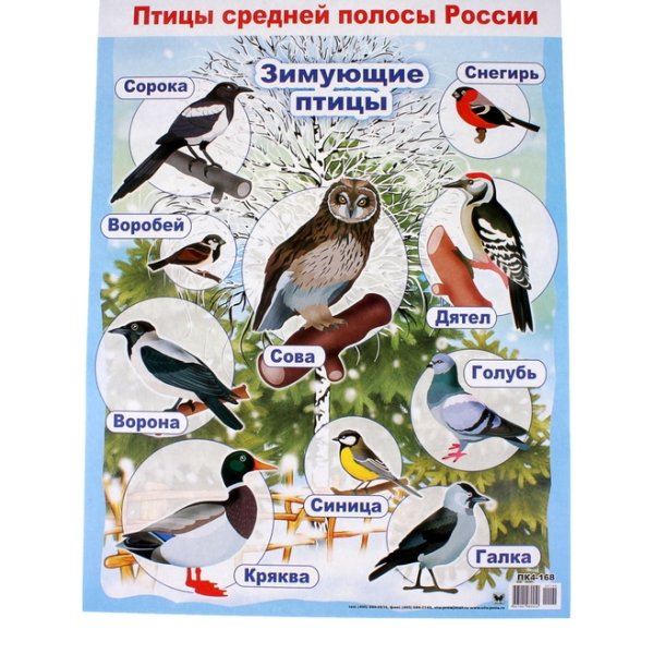 Плакат. Зимующие птицы.