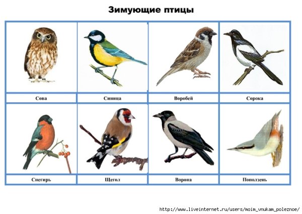 Лото зимующие и перелетные птицы для детей