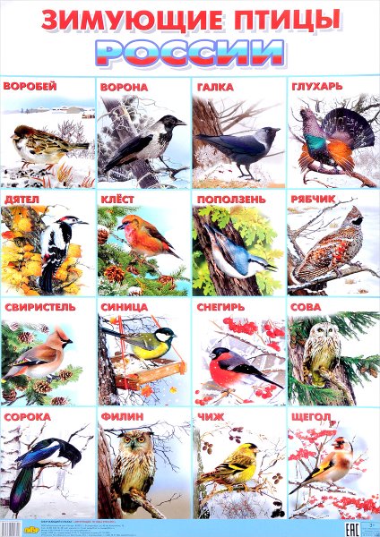 Зимующие птицы