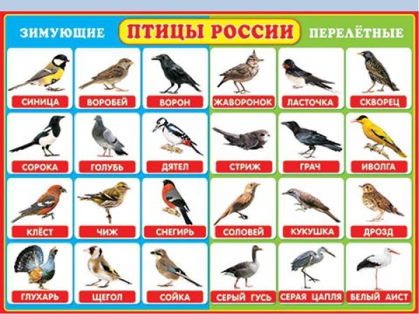 Зимующие и перелетные птицы России для дошкольников