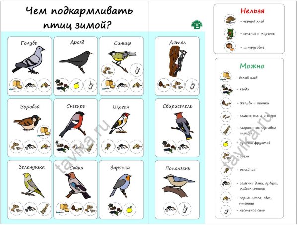 Питание зимующих птиц для детей