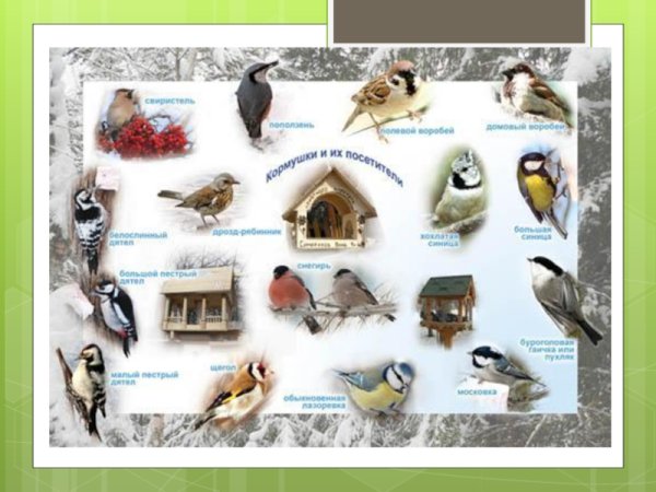 В мире зимующих птиц
