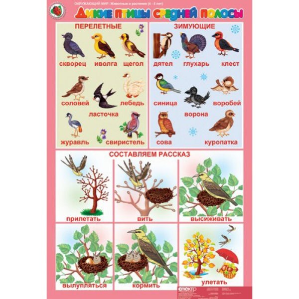 Изучаем птиц для детей