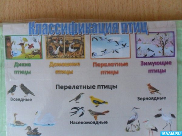 Перелетные и зимние птицы средняя группа детский сад