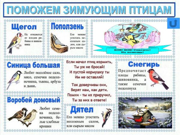 Зимующие птицы для дошкольников