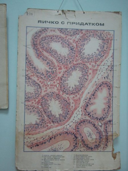 Семенник гистология