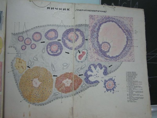 Яичник человека гистология