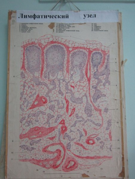 Гистологический препарат лимфатический узел