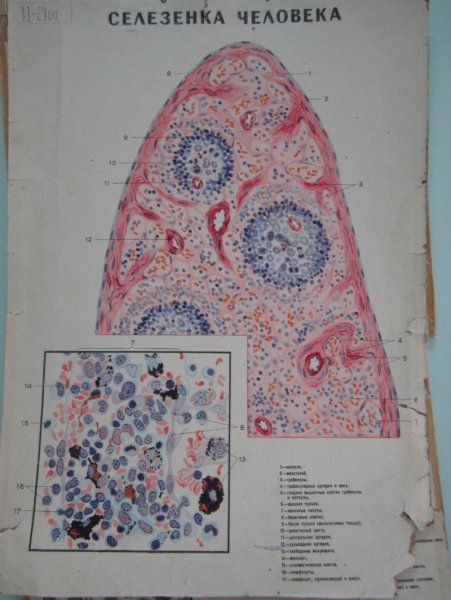 Селезенка гистология препарат
