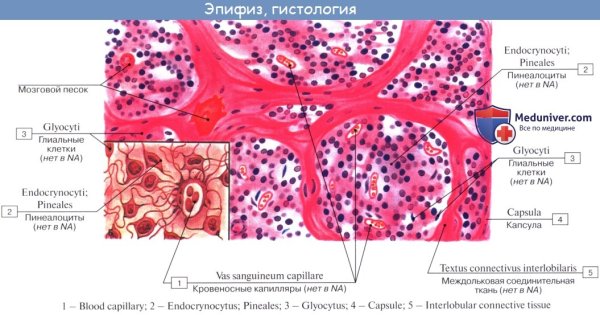 Эпифиз гистология препарат