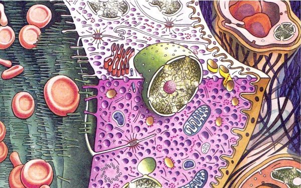 Анатомия цитология гистология