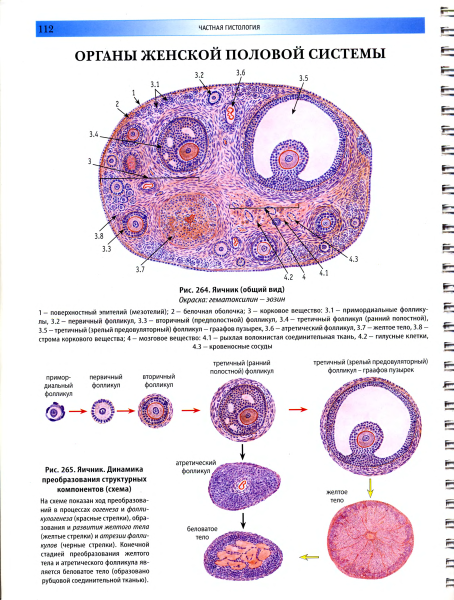Строение яичника гистология препарат