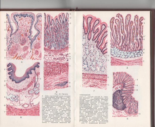 Пилорическая часть желудка препарат гистология