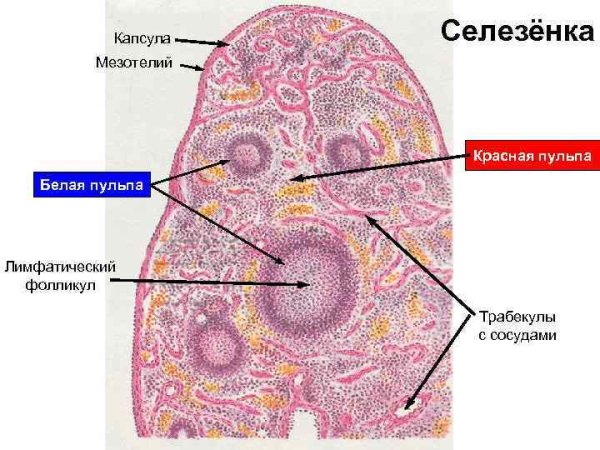 Строение селезенки гистология