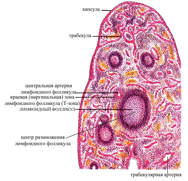 Селезенка кошки препарат гистология