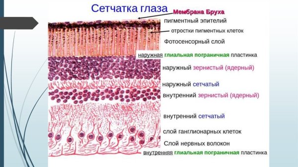 Мембрана Бруха гистология