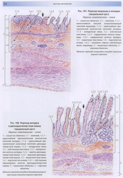 Переход пищевода в желудок препарат гистология