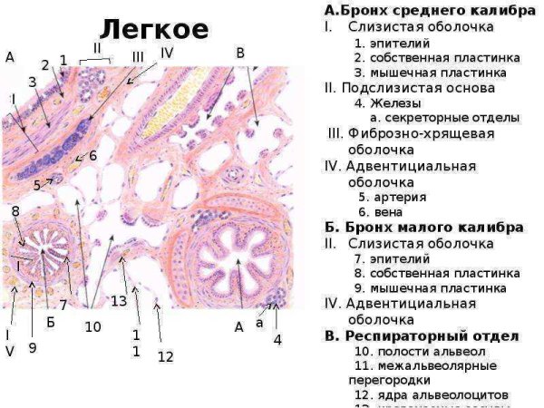 Легкое человека гистология препарат